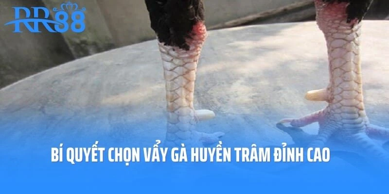 Bí quyết chọn Vẩy Gà Huyền Trâm đỉnh cao
